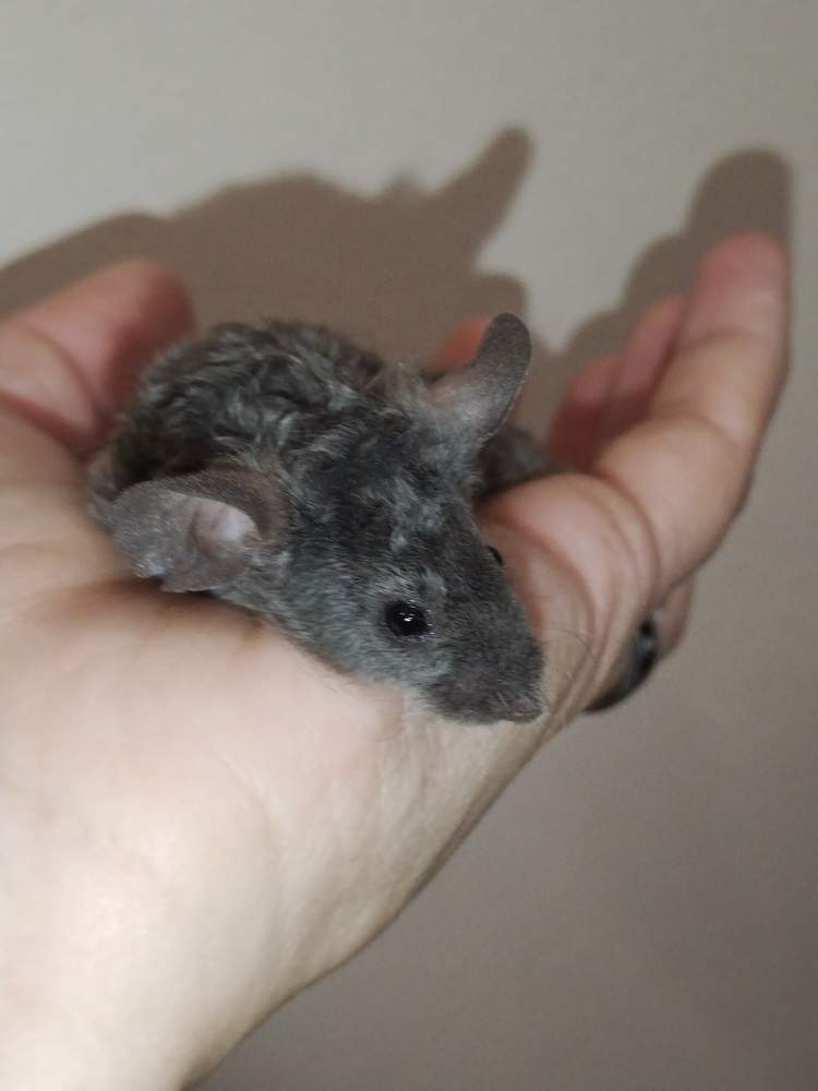 Fancy mouse Pet only Mus musculus 