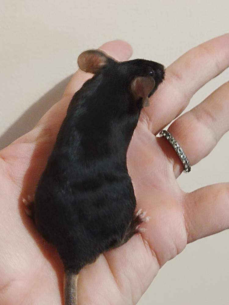 Fancy mouse Deceased Mus musculus 