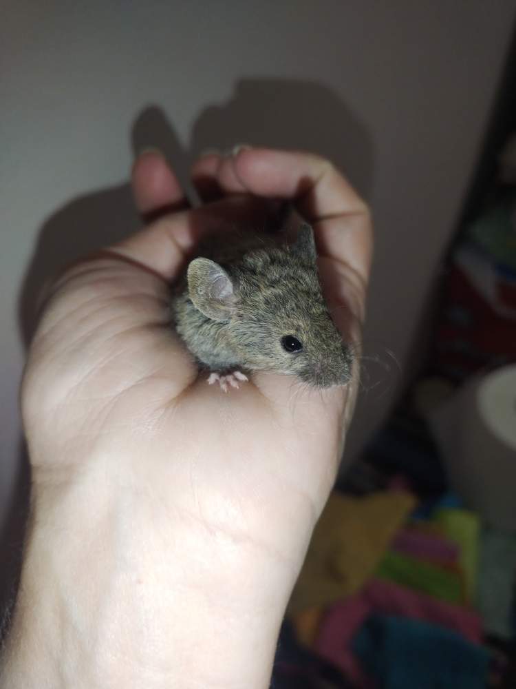 Fancy mouse Pet only Mus musculus 