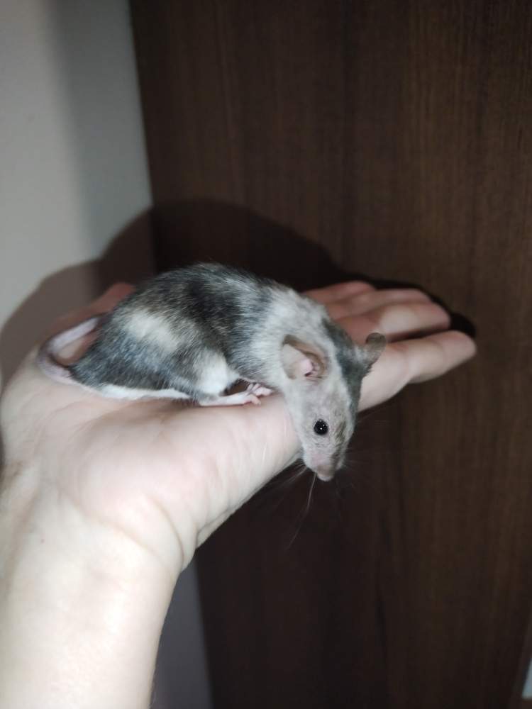Fancy mouse Breeder Mus musculus Hungary, Miskolc