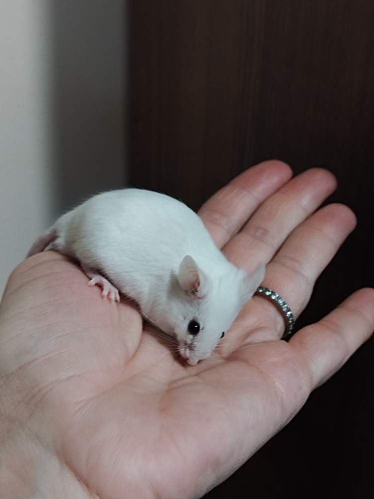 Fancy mouse Pet only Mus musculus Hungary, Miskolc