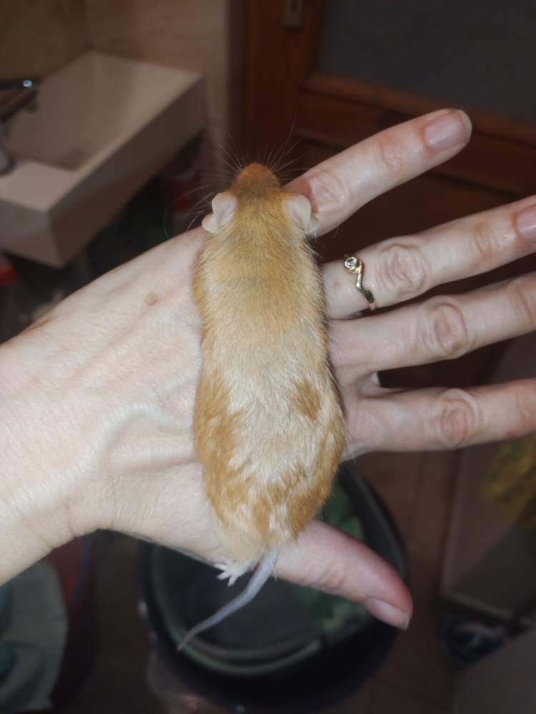Fancy mouse Deceased Mus musculus Hungary, Miskolc