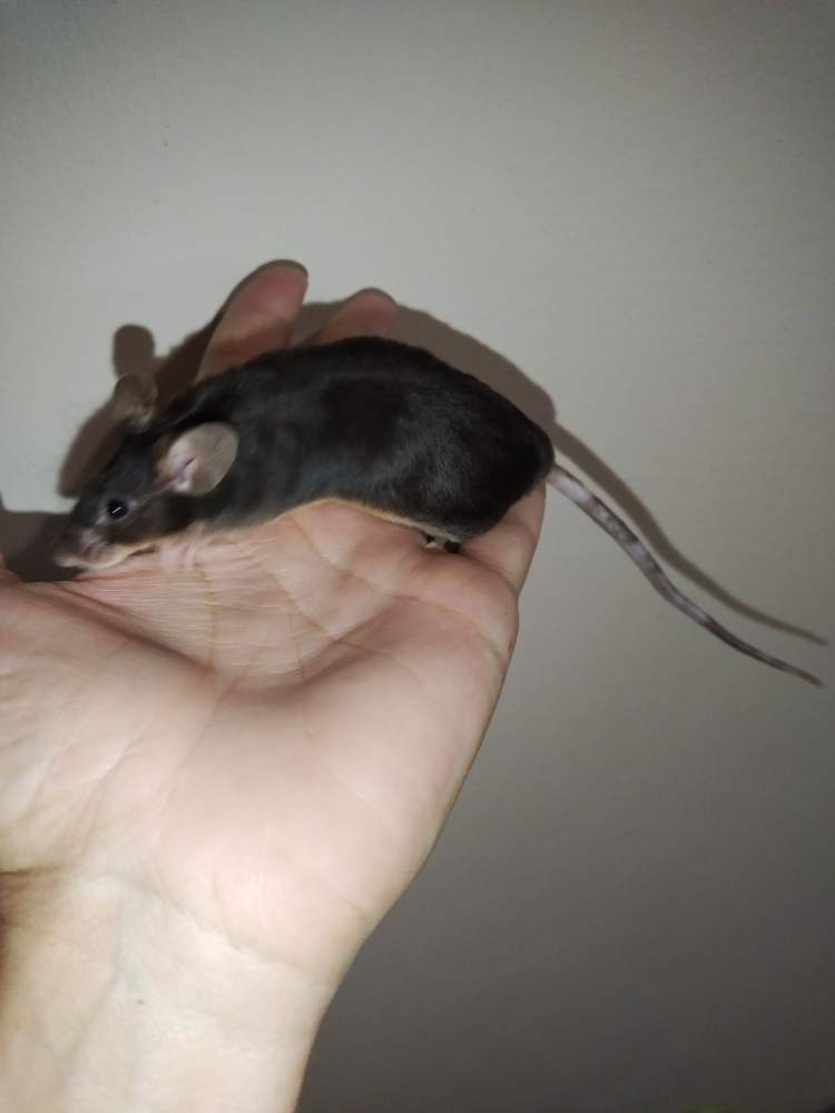Fancy mouse Pet only Mus musculus 