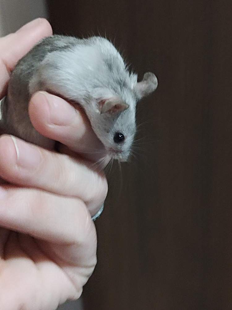 Fancy mouse Pet only Mus musculus Hungary, Miskolc