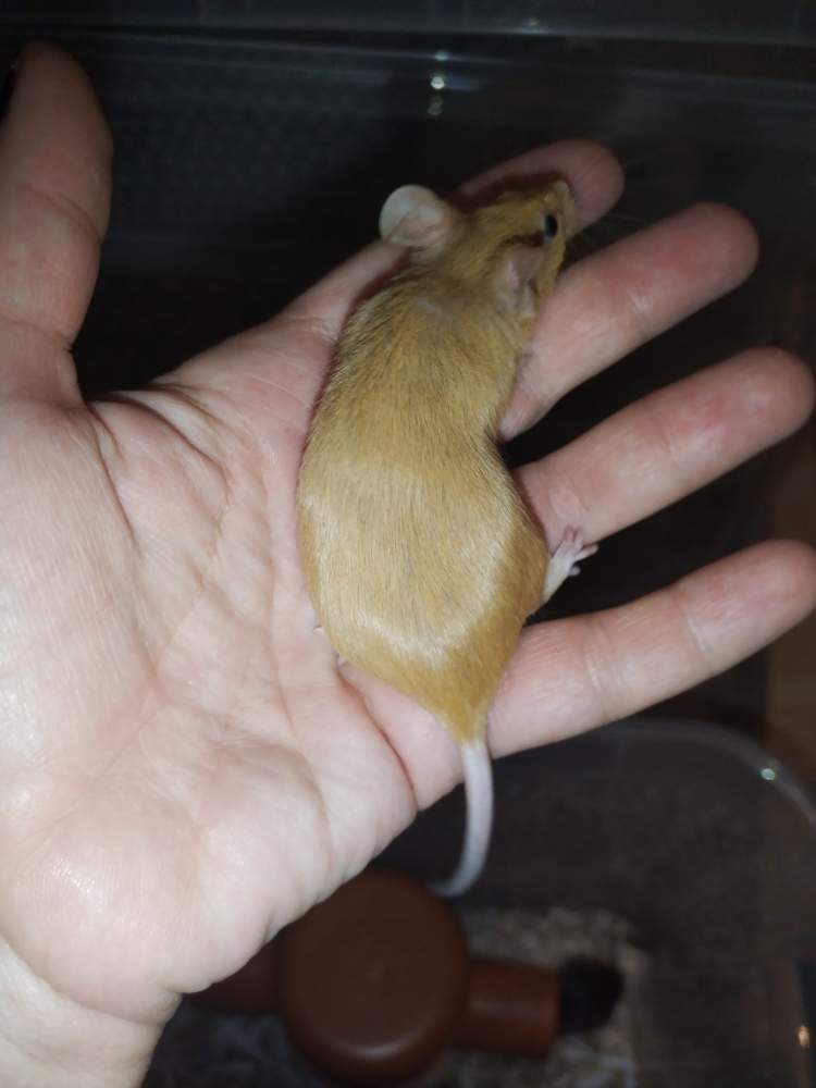 Fancy mouse Pet only Mus musculus 