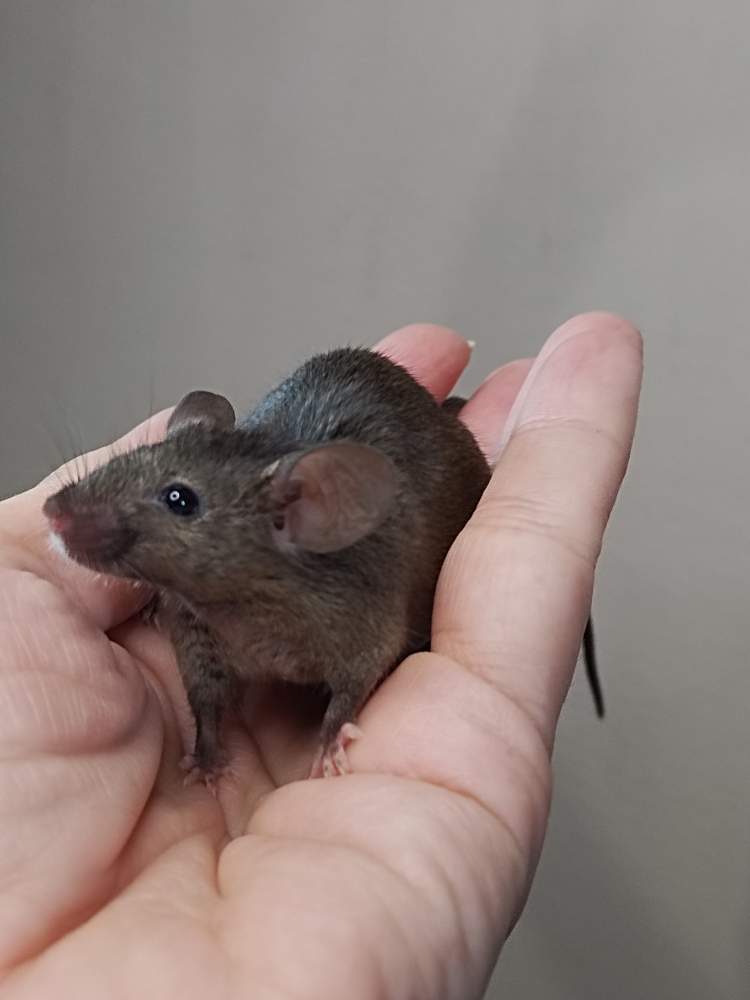 Fancy mouse Pet only Mus musculus 