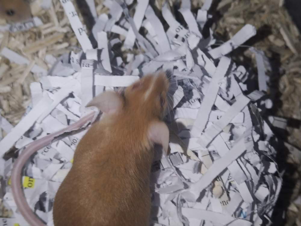 Fancy mouse Owned by other Mus musculus 