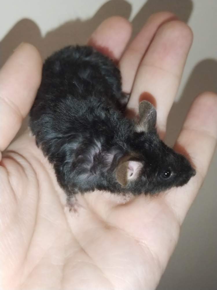 Fancy mouse Pet only Mus musculus 