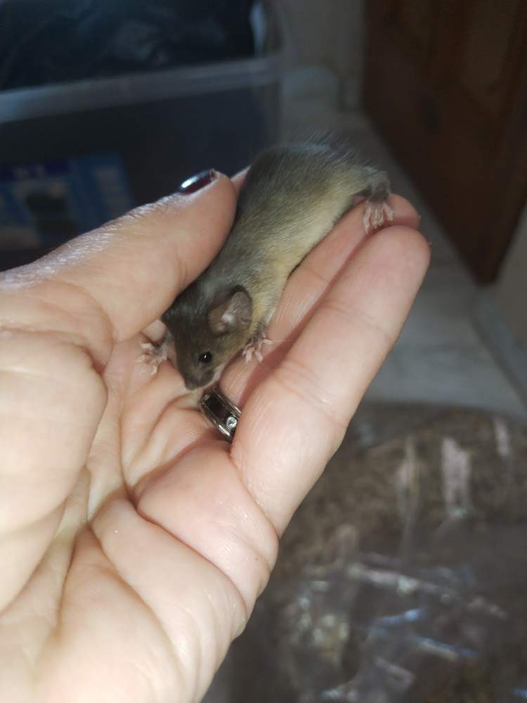 Fancy mouse Pet only Mus musculus 