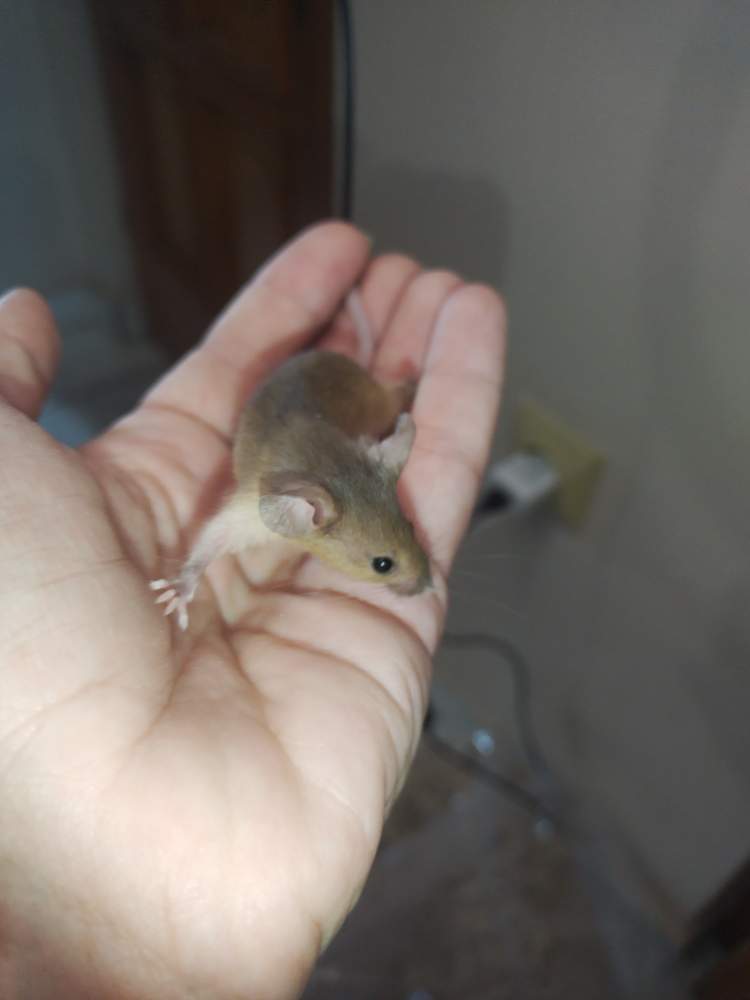 Fancy mouse Pet only Mus musculus 