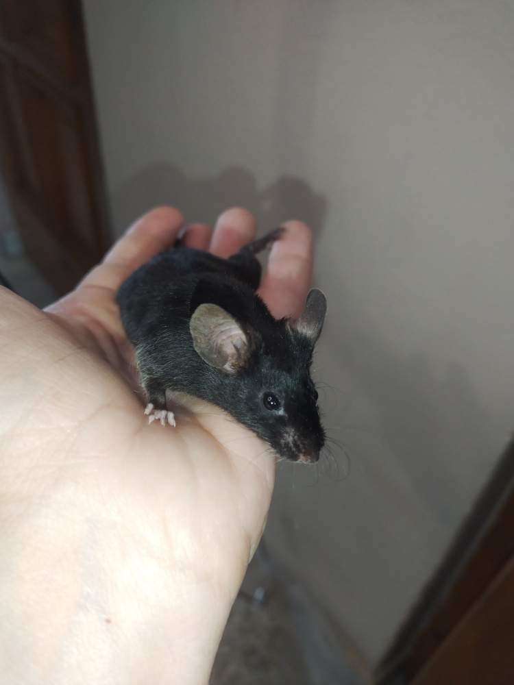Fancy mouse Pet only Mus musculus 