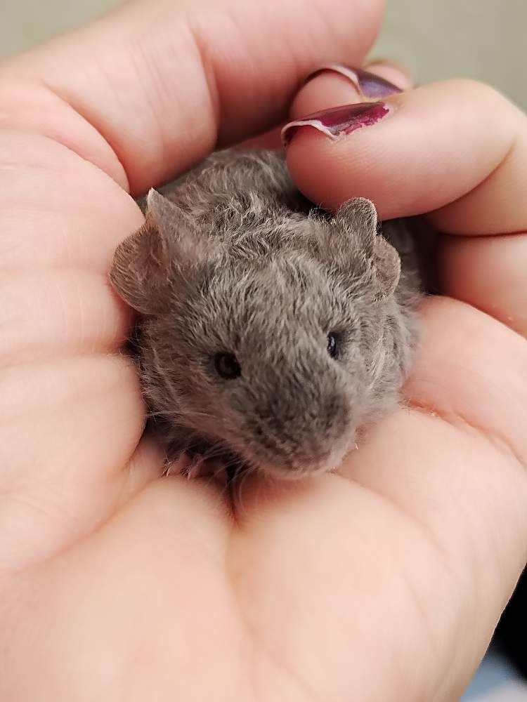Fancy mouse Pet only Mus musculus 