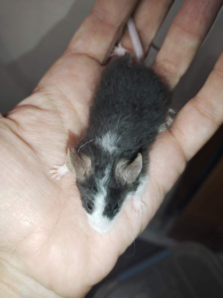 Fancy mouse Pet only Mus musculus 