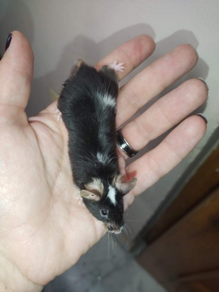 Fancy mouse Pet only Mus musculus 