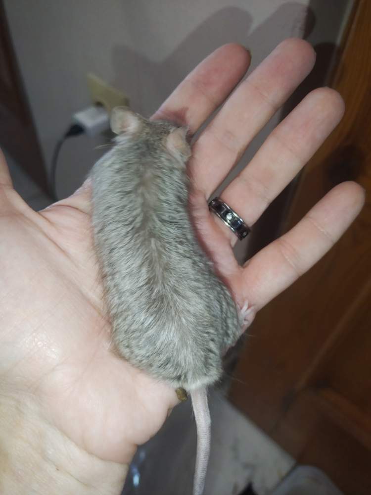 Fancy mouse Pet only Mus musculus 