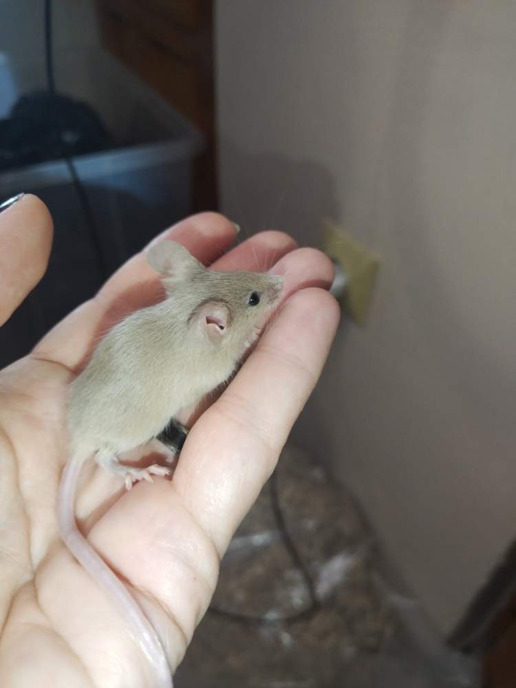 Fancy mouse Pet only Mus musculus 