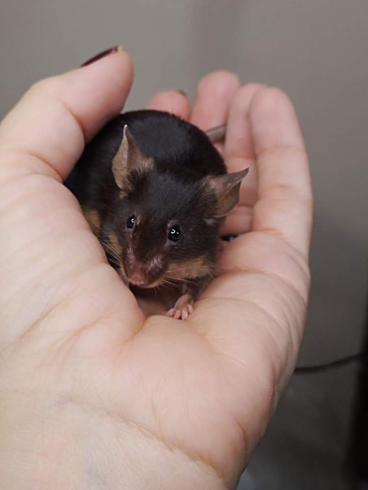 Fancy mouse Pet only Mus musculus Hungary, Miskolc