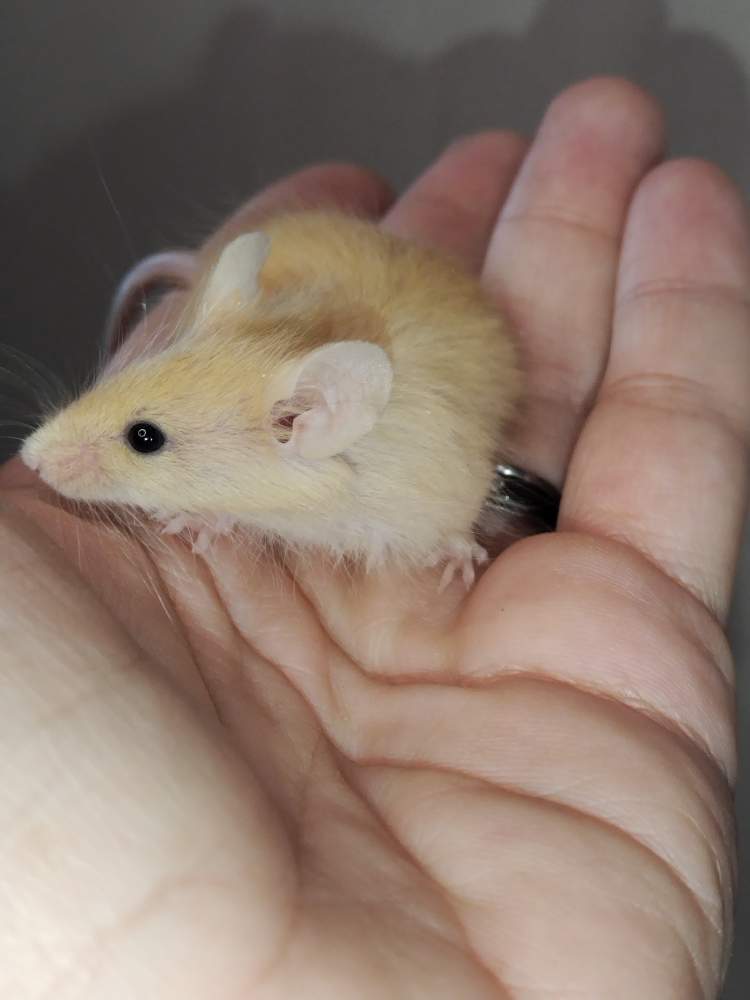 Fancy mouse Pet only Mus musculus 