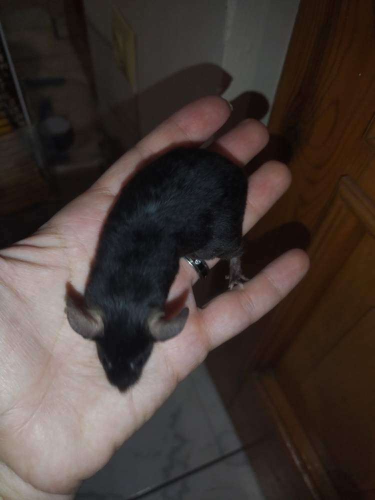 Fancy mouse Pet only Mus musculus 