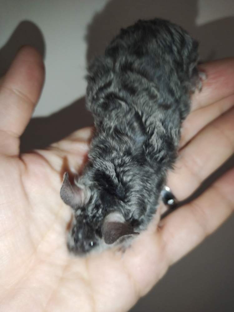 Fancy mouse Pet only Mus musculus 