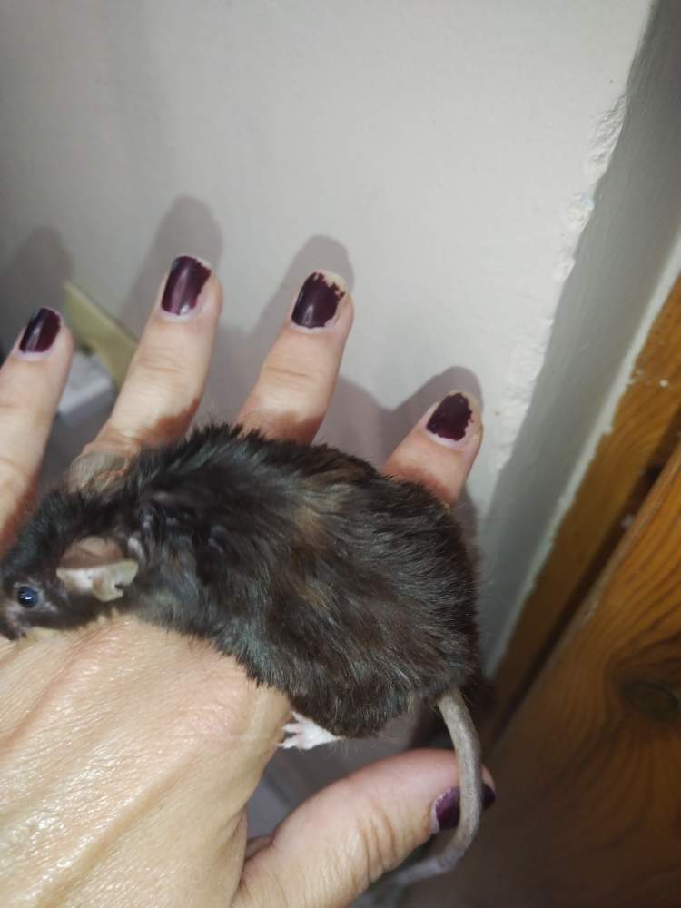 Fancy mouse Pet only Mus musculus 