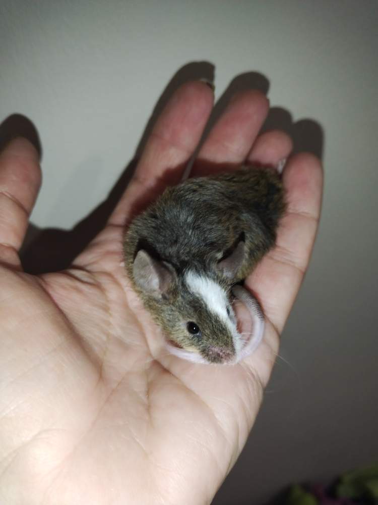 Fancy mouse Pet only Mus musculus 