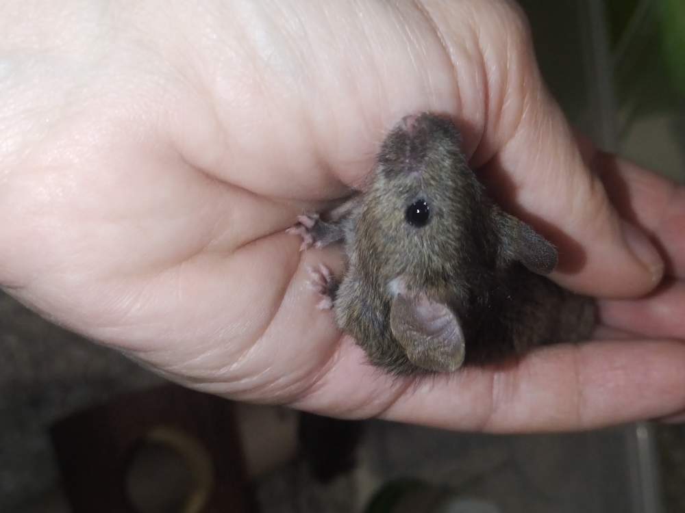 Fancy mouse Pet only Mus musculus 