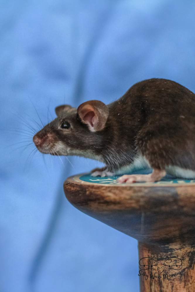 Fancy mouse Rehomed Mus musculus Lithuania