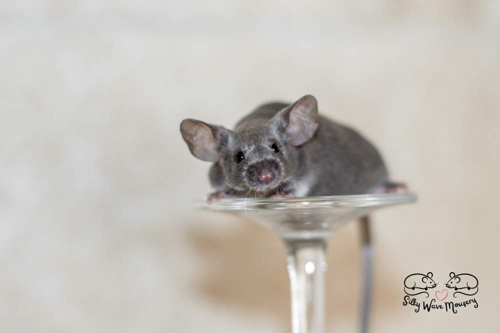 Fancy mouse Breeder Mus musculus 