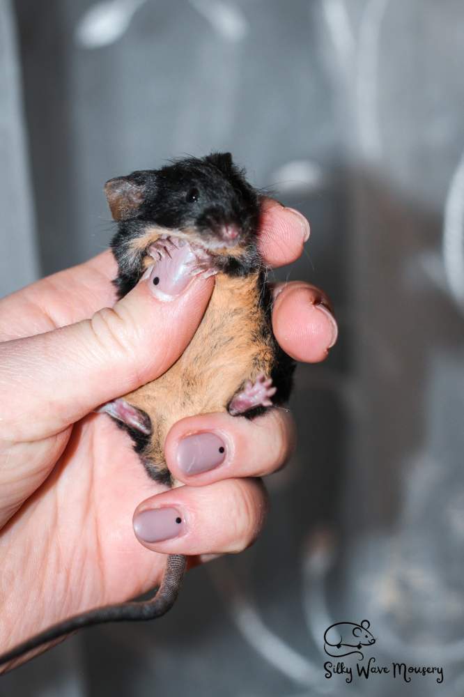 Fancy mouse Rehomed Mus musculus Lithuania