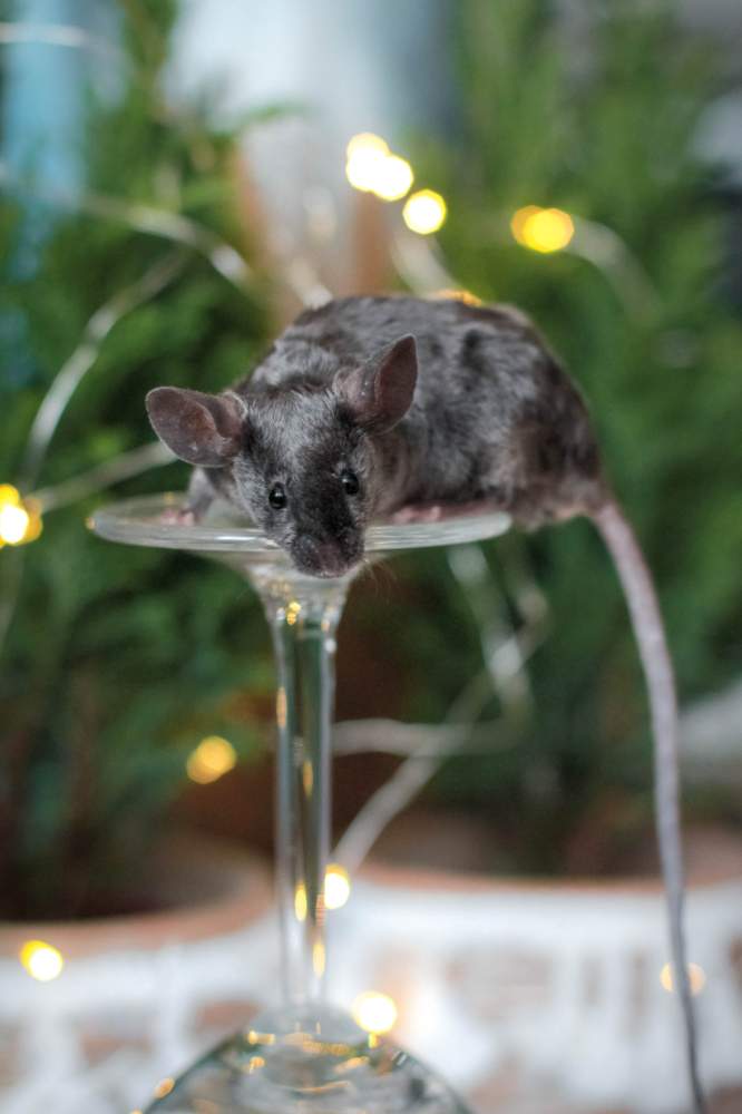 Fancy mouse Rehomed Mus musculus Lithuania