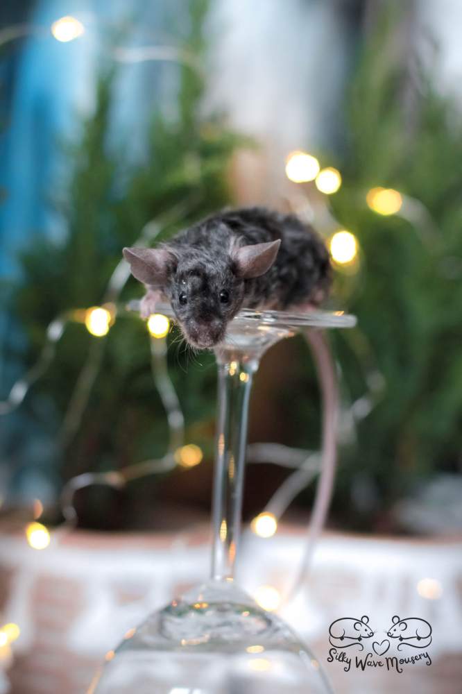 Fancy mouse Rehomed Mus musculus Lithuania