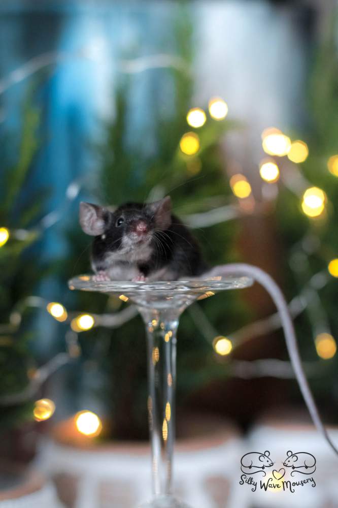 Fancy mouse Rehomed Mus musculus Lithuania