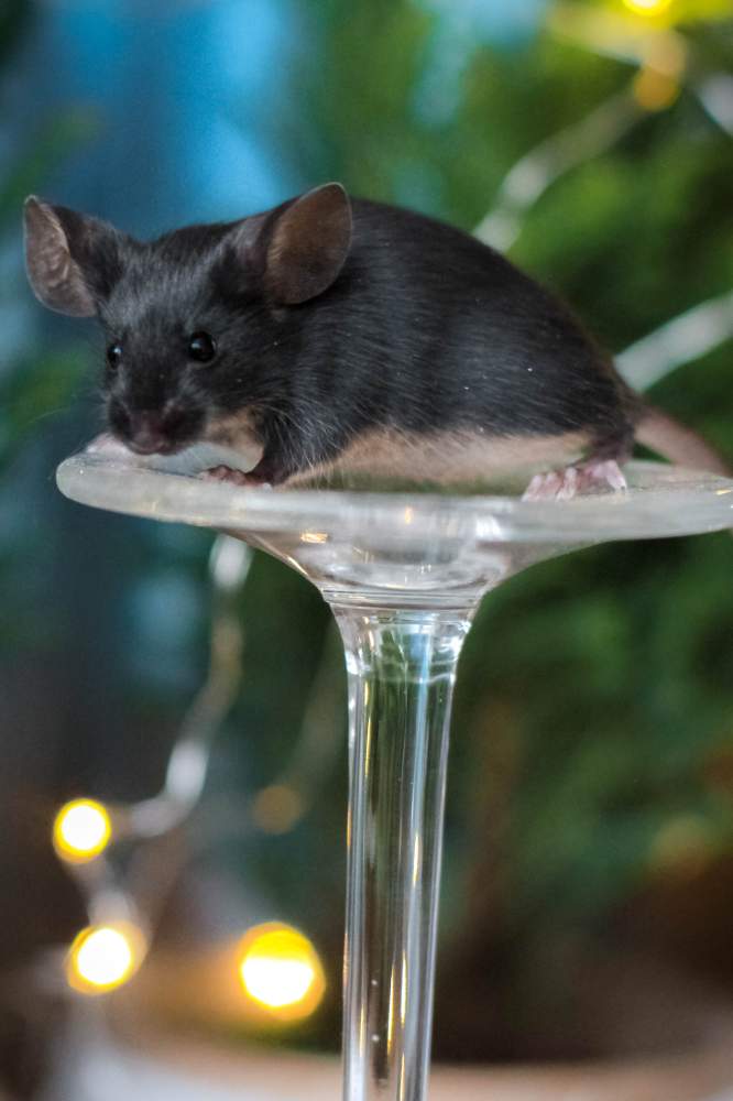 Fancy mouse Breeder Mus musculus Lithuania
