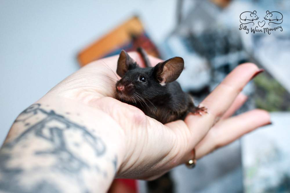 Fancy mouse Rehomed Mus musculus Lithuania
