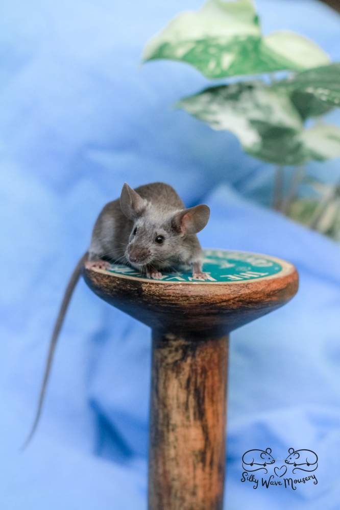 Fancy mouse Breeder Mus musculus Lithuania