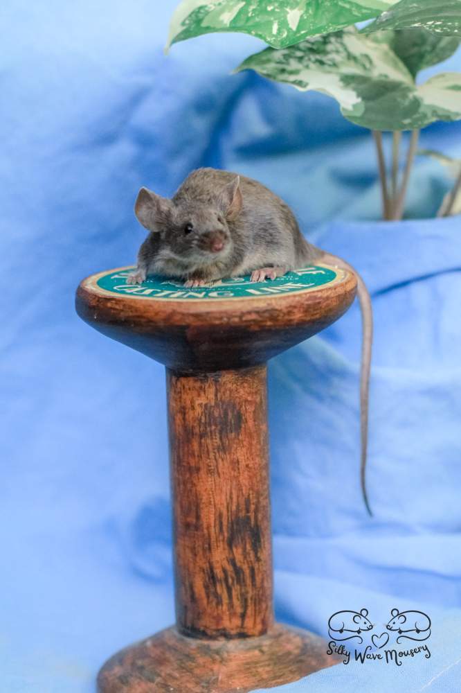 Fancy mouse Breeder Mus musculus Lithuania