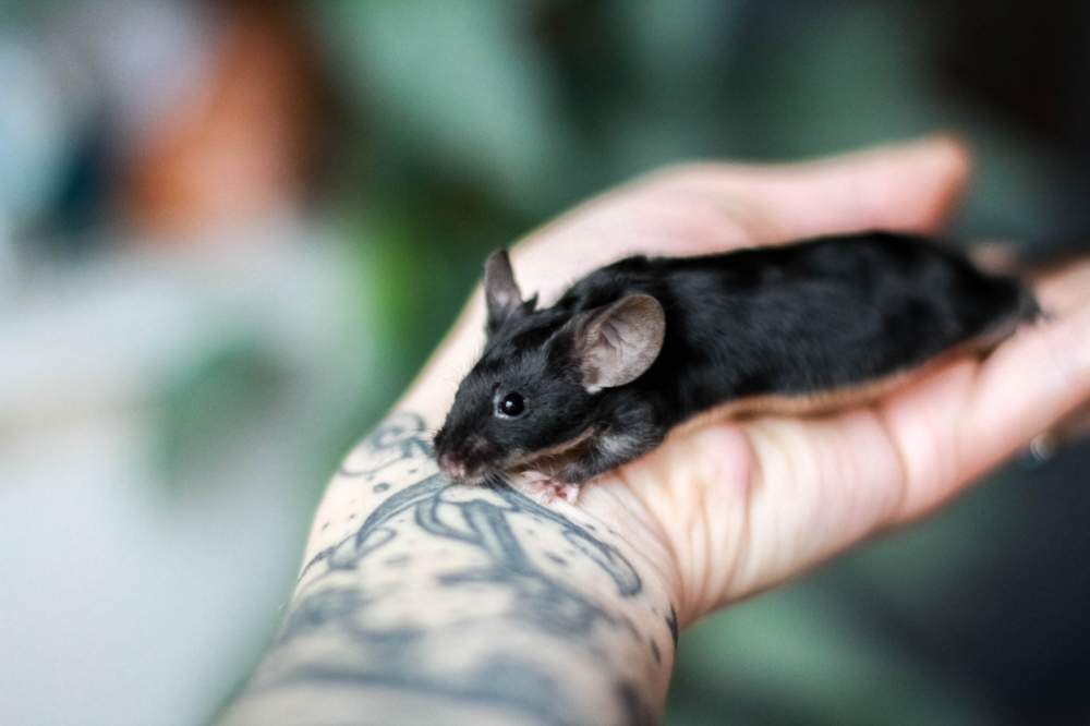 Fancy mouse Rehomed Mus musculus Lithuania