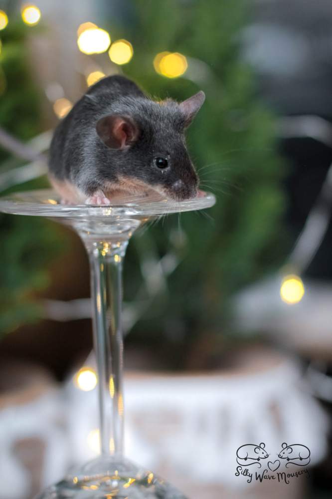 Fancy mouse Rehomed Mus musculus Lithuania