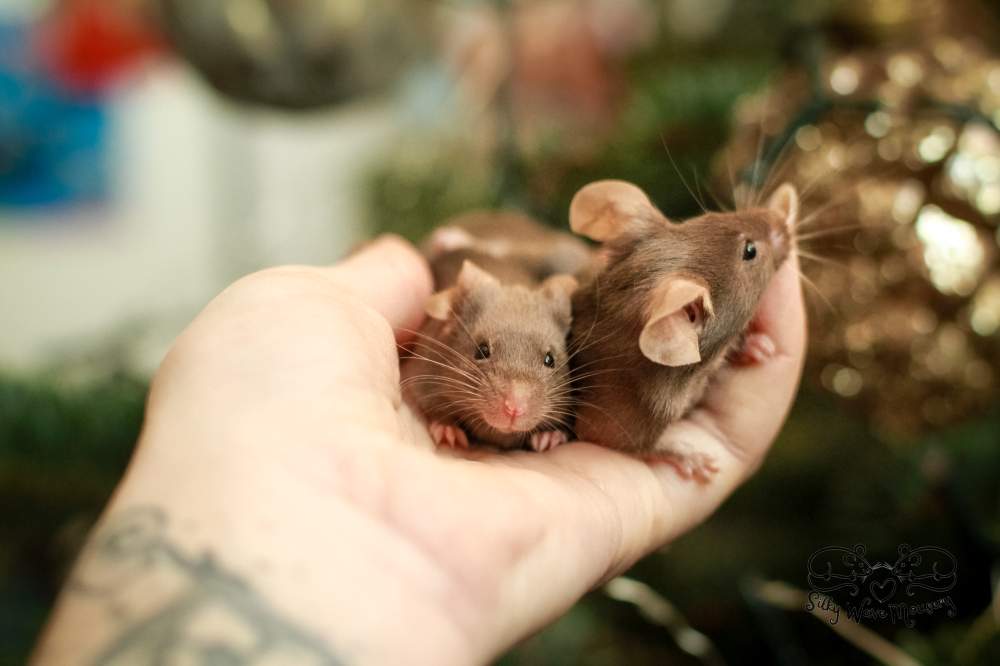 Fancy mouse Rehomed Mus musculus Lithuania