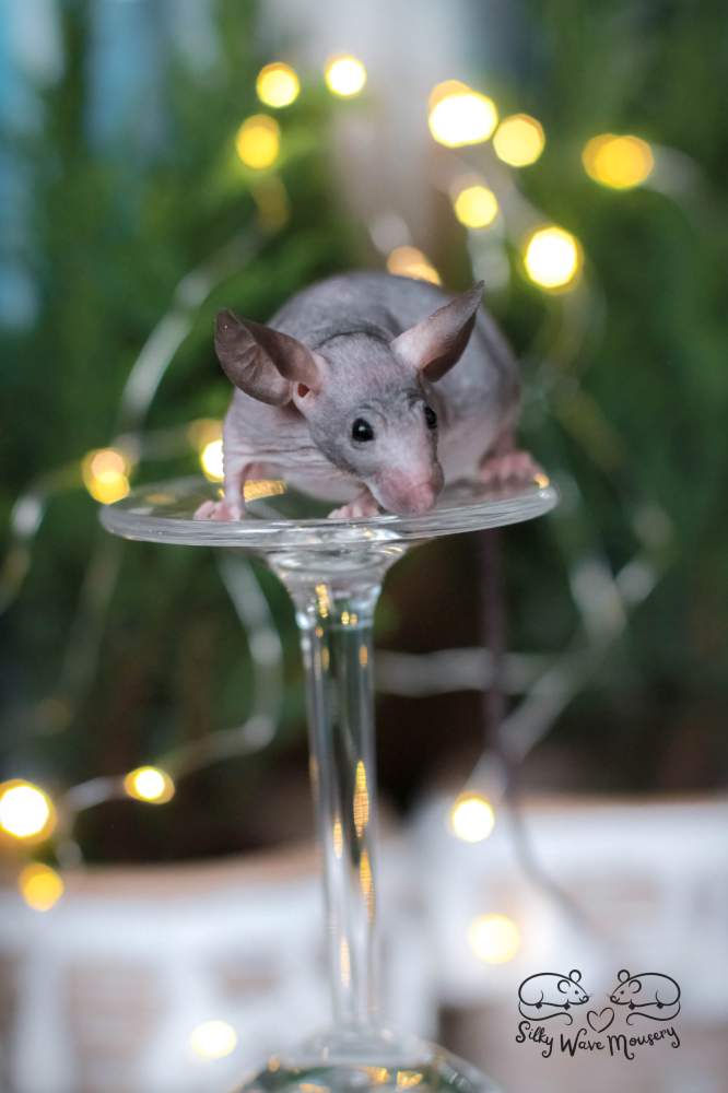 Fancy mouse Rehomed Mus musculus Lithuania