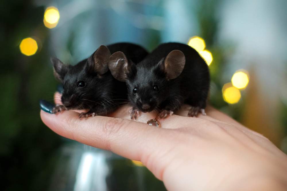 Fancy mouse Rehomed Mus musculus Lithuania