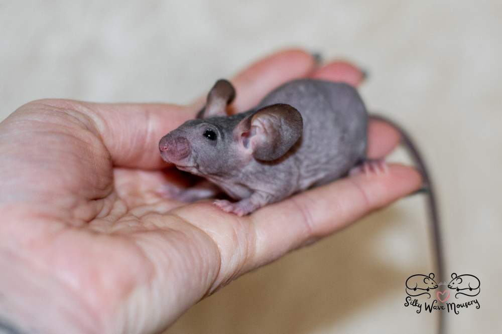 Fancy mouse Breeder Mus musculus 