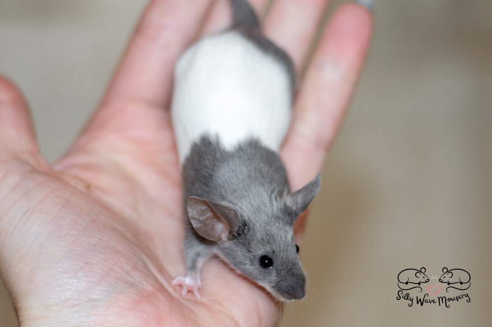 Fancy mouse Breeder Mus musculus 