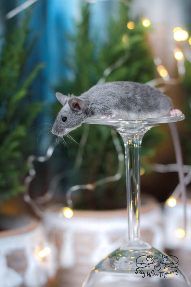 Fancy mouse Rehomed Mus musculus Lithuania