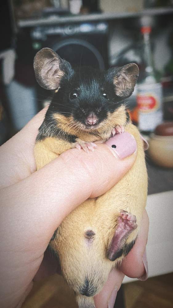 Fancy mouse Rehomed Mus musculus 
