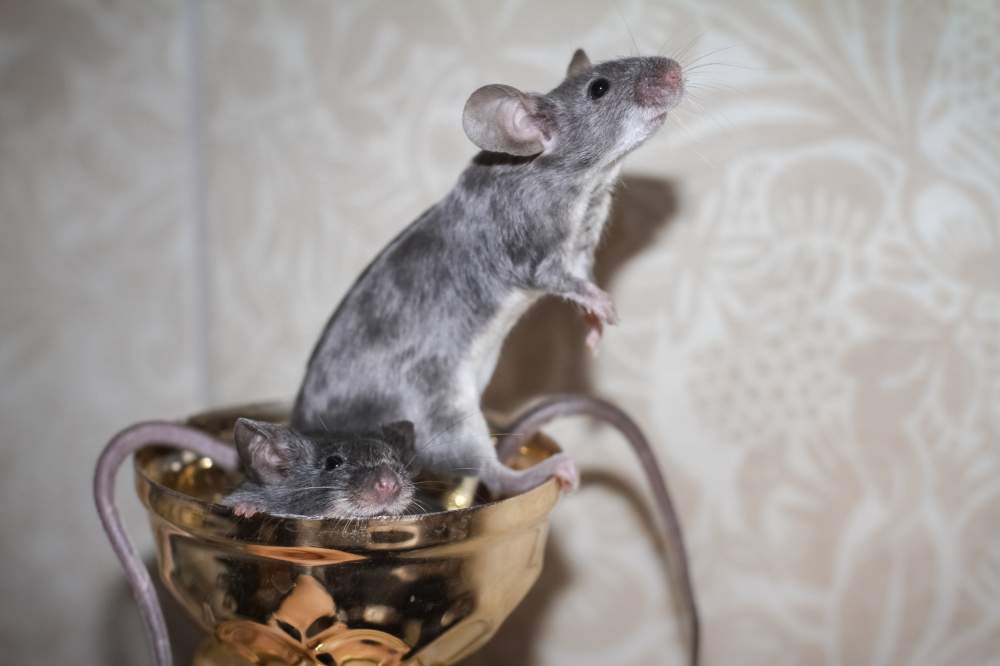 Fancy mouse Rehomed Mus musculus Lithuania