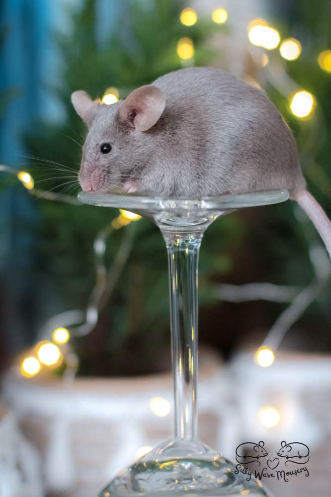 Fancy mouse Rehomed Mus musculus Lithuania