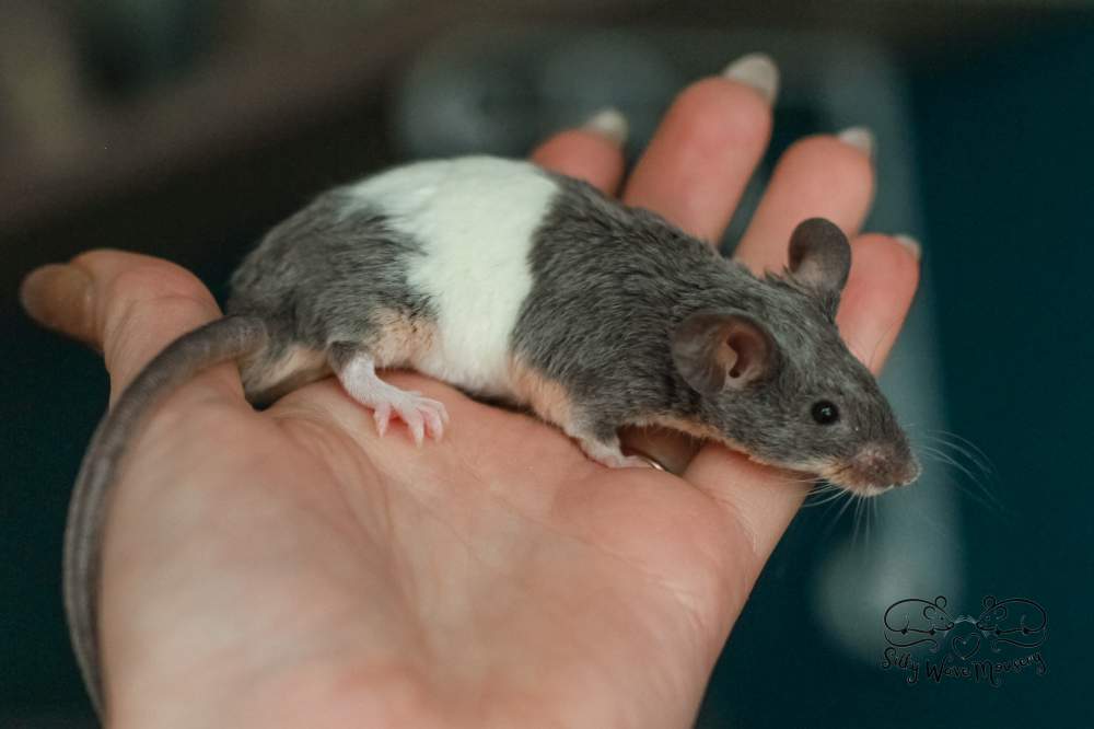 Fancy mouse Breeder Mus musculus Lithuania