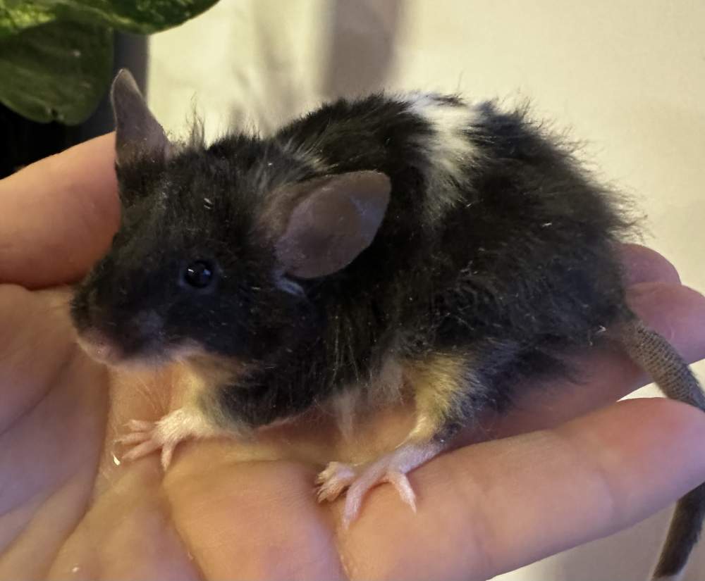 Fancy mouse Pet only Mus musculus 